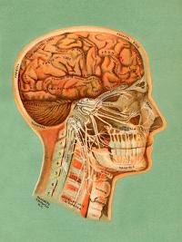 A detailed diagram of a human brain with different zones labelled